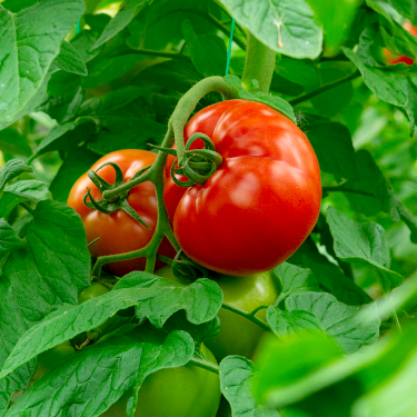 tomato vegetable