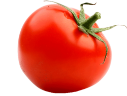 toppng.com-but-one-thing-all-tomatoes-have-in-common-tomato-901x688